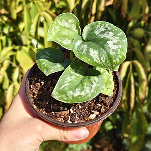 Scindapsus Pictus Exotica 