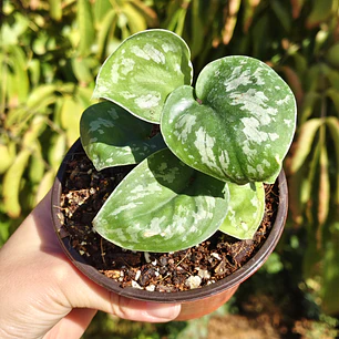 Scindapsus Pictus Exotica 