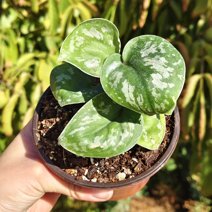 Scindapsus Pictus Exotica  1