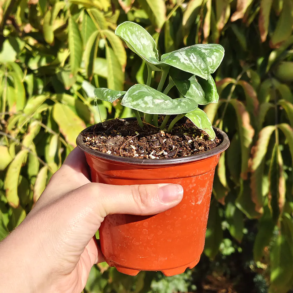 Scindapsus Pictus Exotica  3