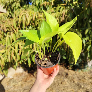 Pothus Neon