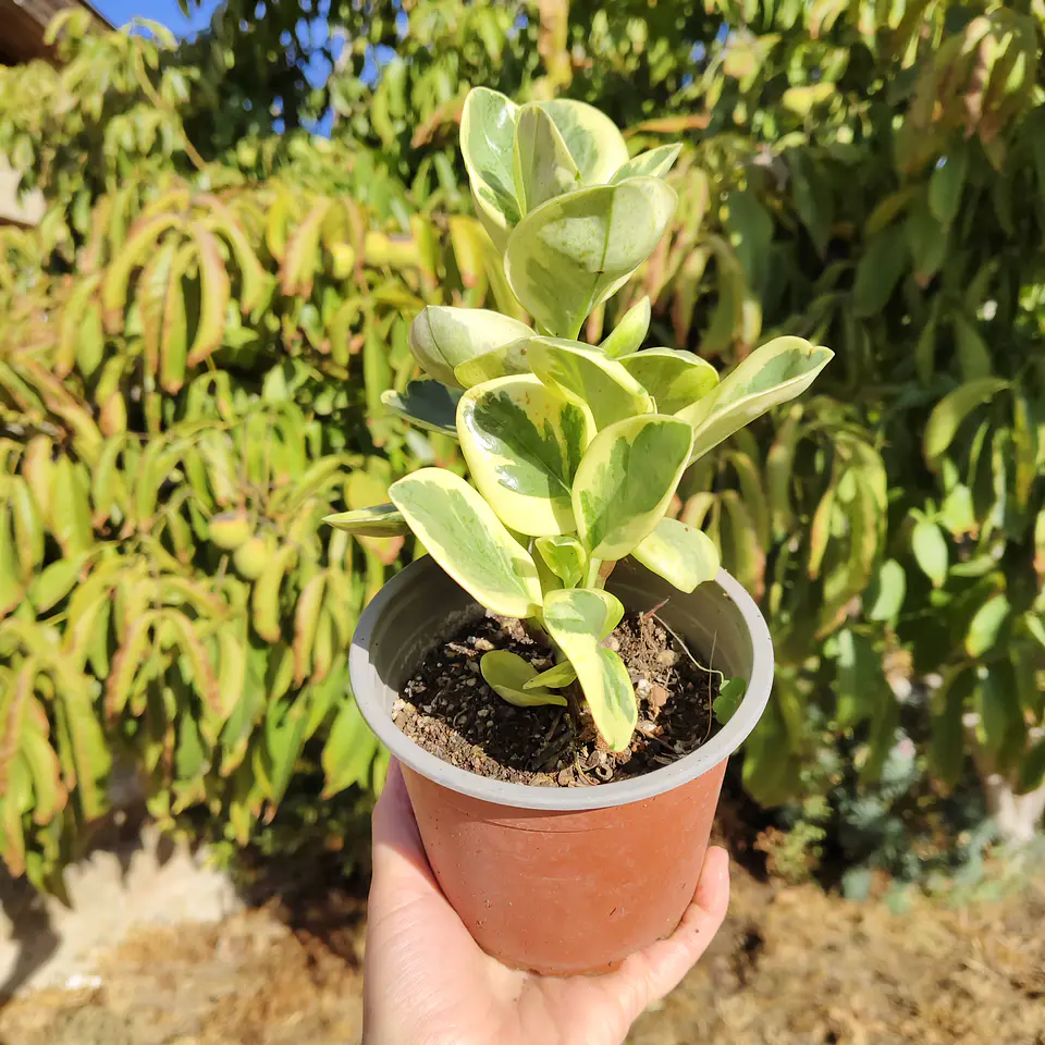 Peperomia obtusifolia variegada 2