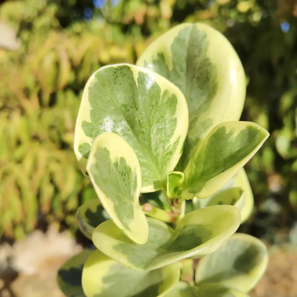 Peperomia obtusifolia variegada 3