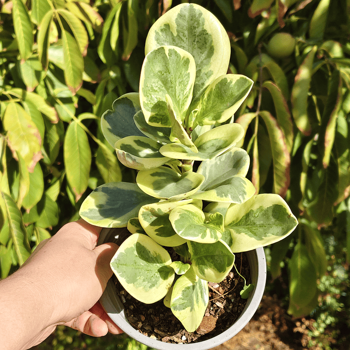 Peperomia obtusifolia variegada 1