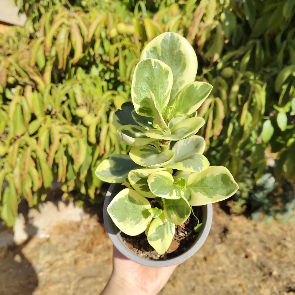 Peperomia obtusifolia variegada 4