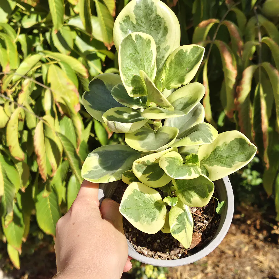 Peperomia obtusifolia variegada 5