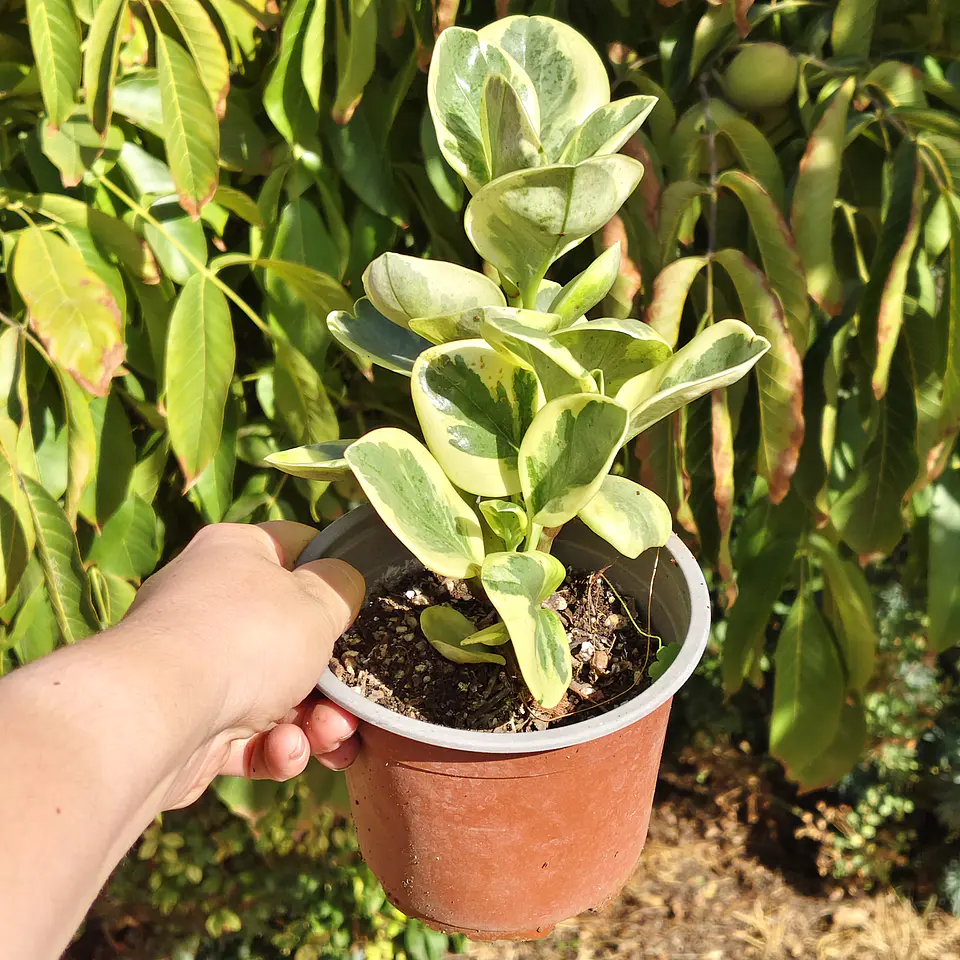 Peperomia obtusifolia variegada 6