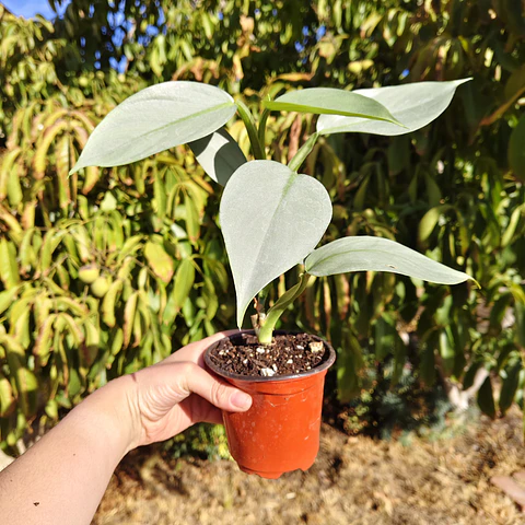 Philodendron Silver 