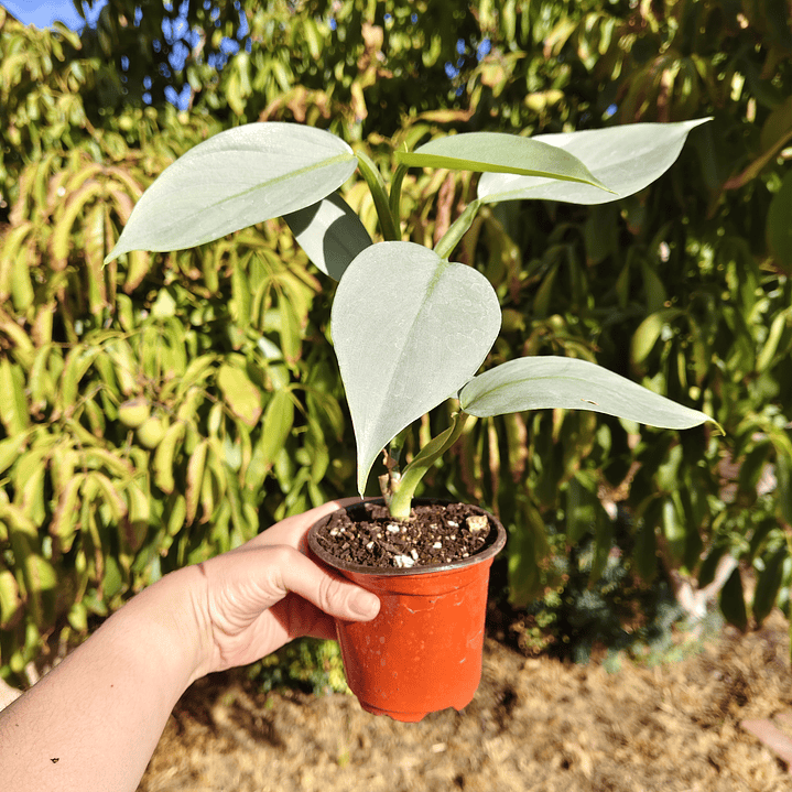 Philodendron Silver  2