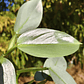 Philodendron Silver  - Miniatura 3