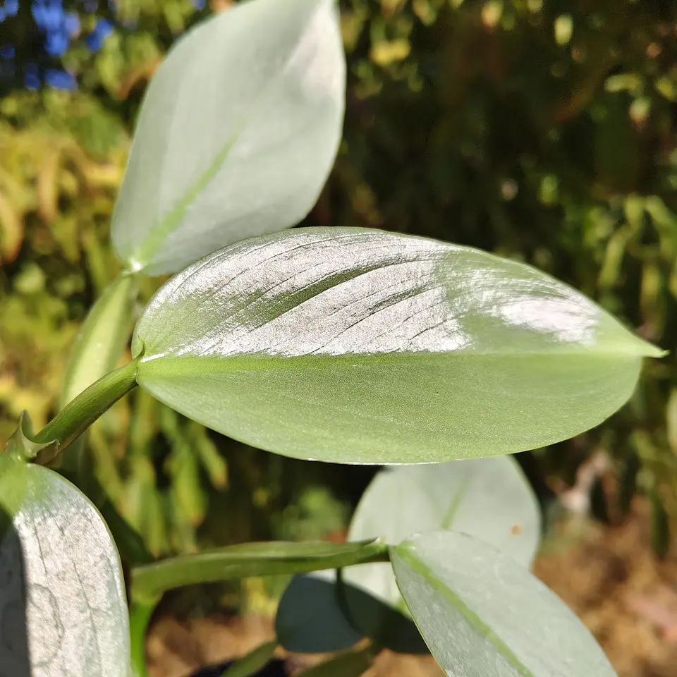 Philodendron Silver  3