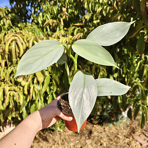 Philodendron Silver 
