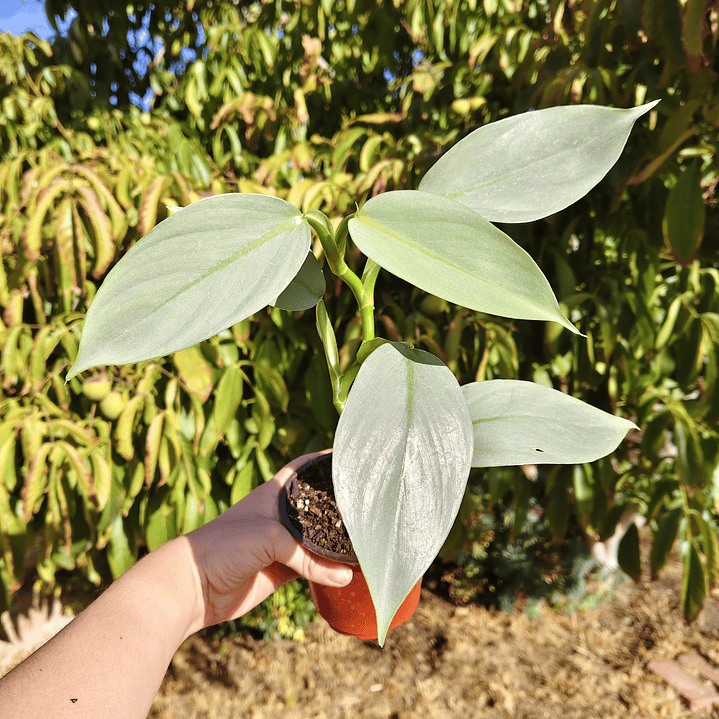Philodendron Silver  1