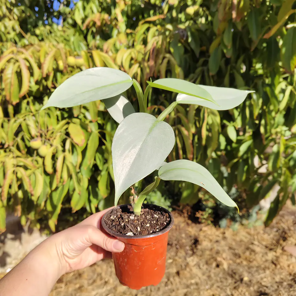 Philodendron Silver  4