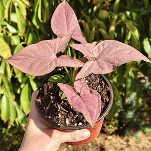 Singonio Pink Perfection