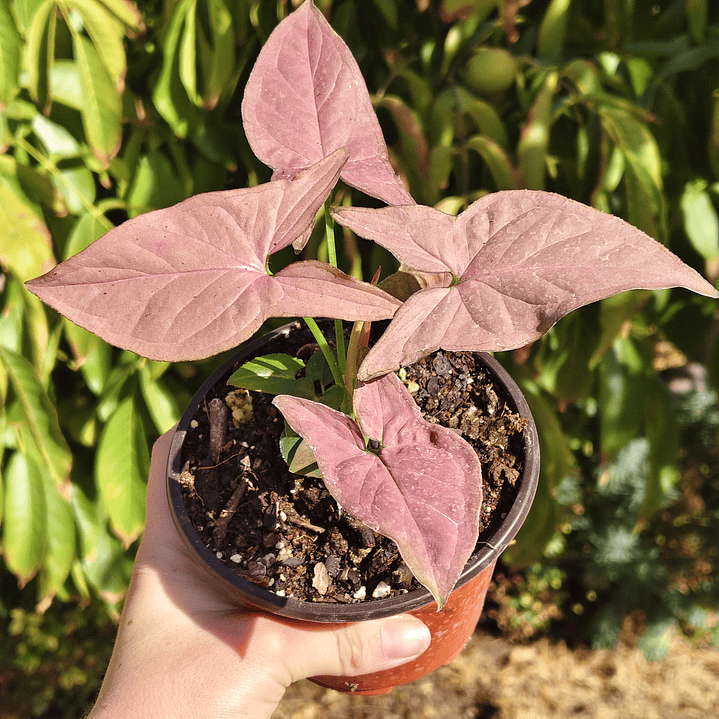 Singonio Pink Perfection 1