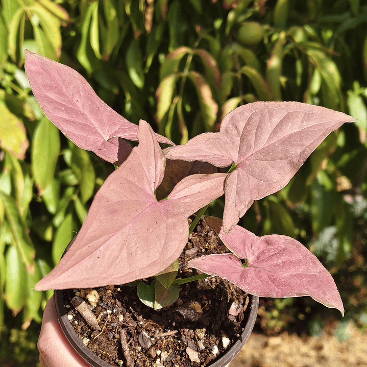 Singonio Pink Perfection 3