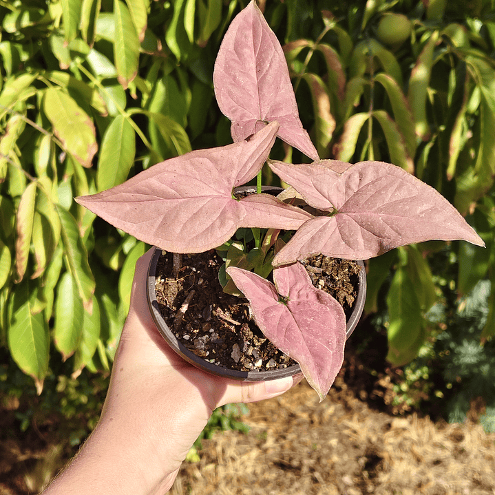 Singonio Pink Perfection 4