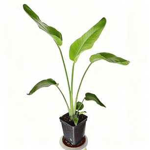 Sretlizia Nicolai (Flor del pájaro) 