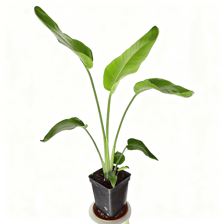 Sretlizia Nicolai (Flor del pájaro)  1