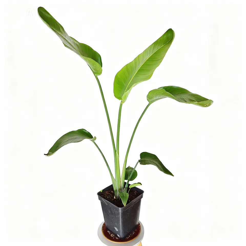 Sretlizia Nicolai (Flor del pájaro)  1
