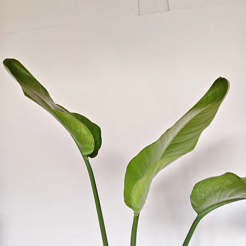 Sretlizia Nicolai (Flor del pájaro) 