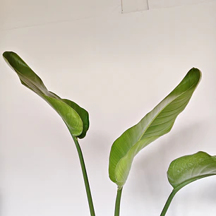 Sretlizia Nicolai (Flor del pájaro) 