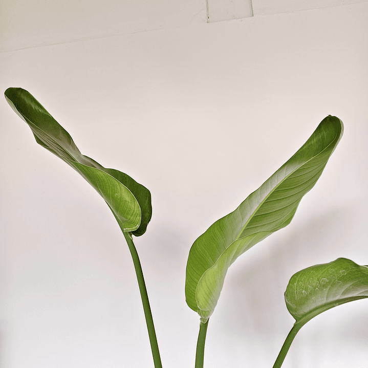 Sretlizia Nicolai (Flor del pájaro)  2