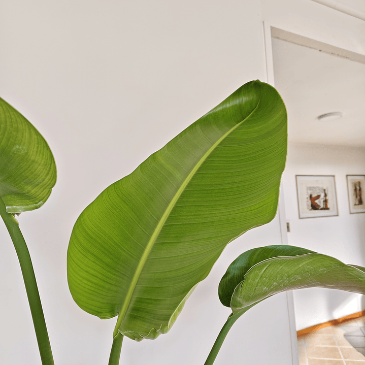 Sretlizia Nicolai (Flor del pájaro)  3