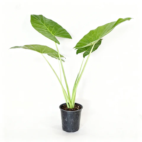 Acalypha reptans - Manto de eva 