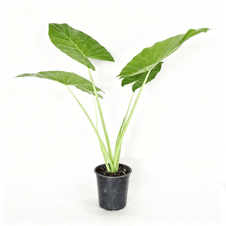 Acalypha reptans - Manto de eva  1