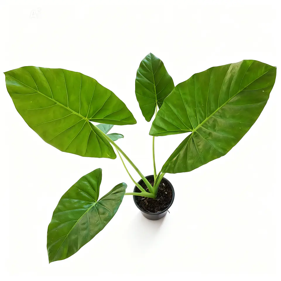 Acalypha reptans - Manto de eva  2