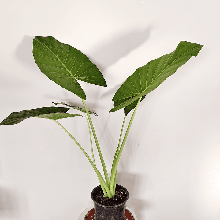 Acalypha reptans - Manto de eva  3