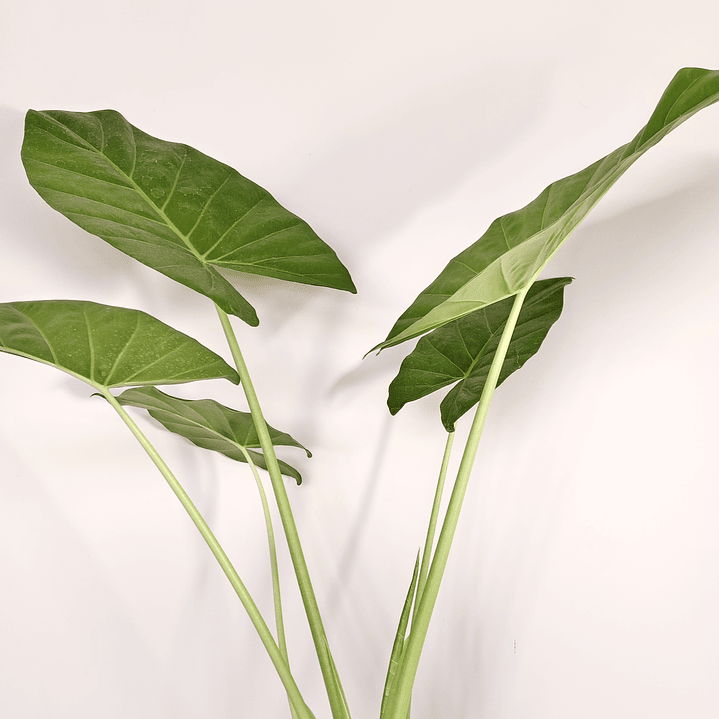 Acalypha reptans - Manto de eva  4