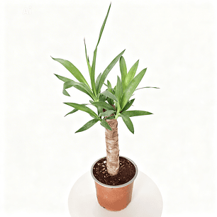 Yucca elephantipes- Yuca 