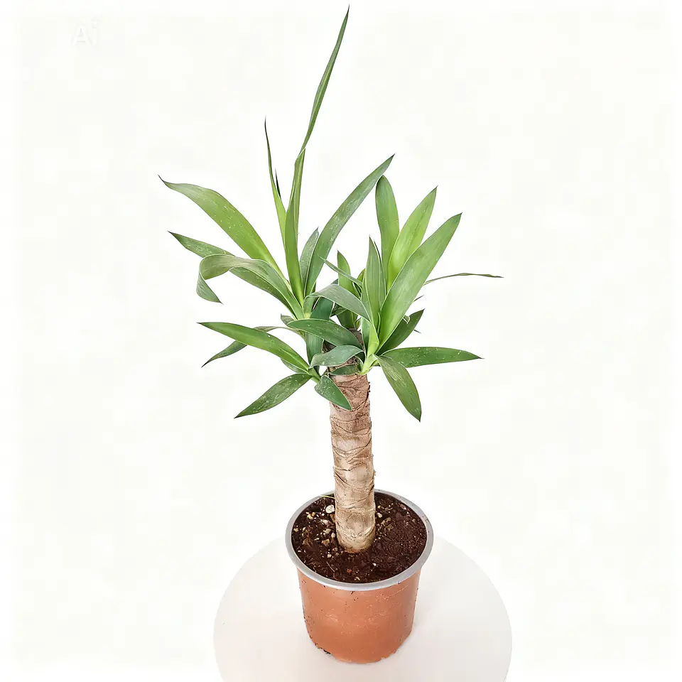 Yucca elephantipes- Yuca  1