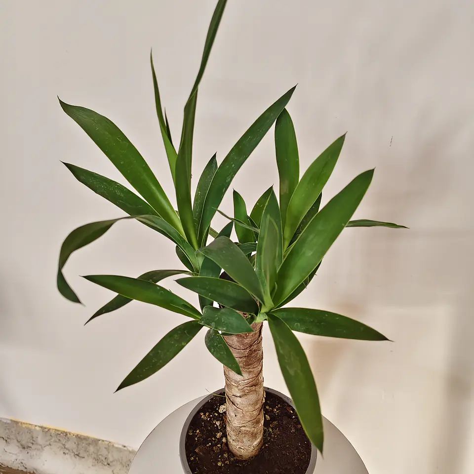 Yucca elephantipes- Yuca  2