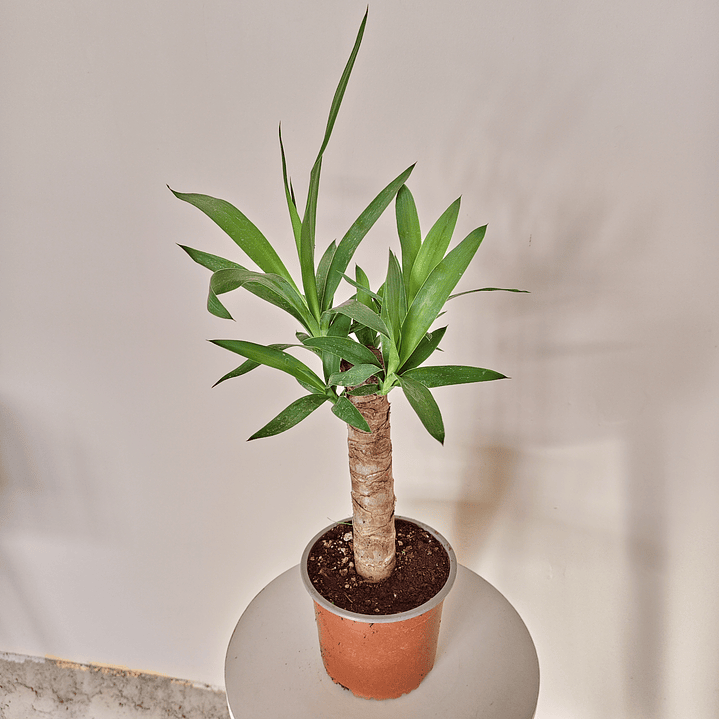 Yucca elephantipes- Yuca  3