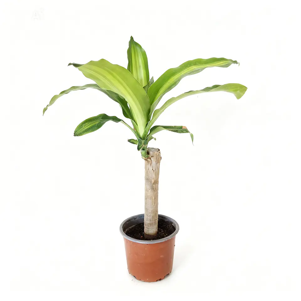 Dracaena fragrans - Palo de agua  1
