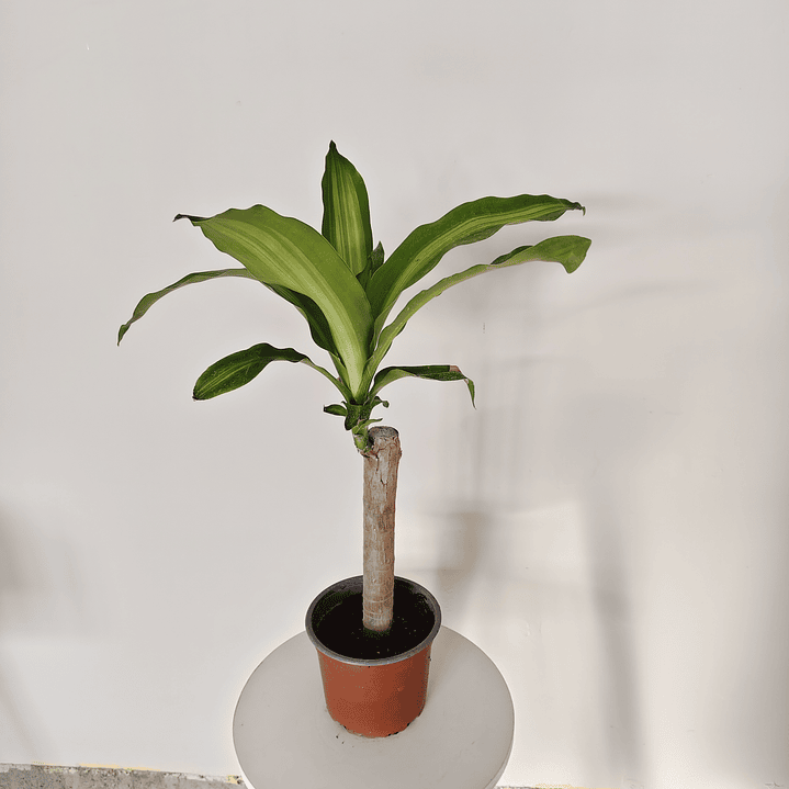 Dracaena fragrans - Palo de agua  2