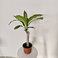 Dracaena fragrans - Palo de agua  - Miniatura 2