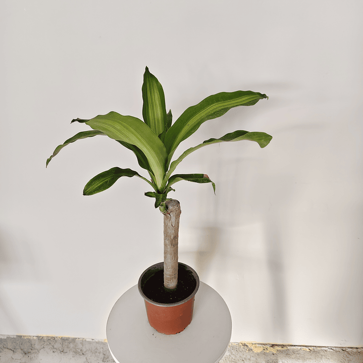 Dracaena fragrans - Palo de agua  3