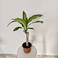 Dracaena fragrans - Palo de agua  - Miniatura 3