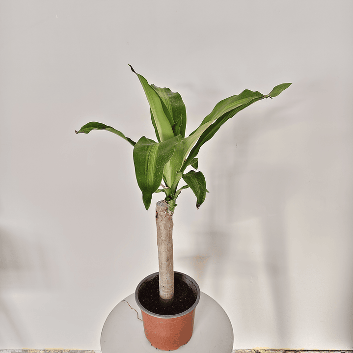 Dracaena fragrans - Palo de agua  4