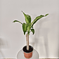 Dracaena fragrans - Palo de agua  - Miniatura 4