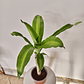 Dracaena fragrans - Palo de agua  - Miniatura 5