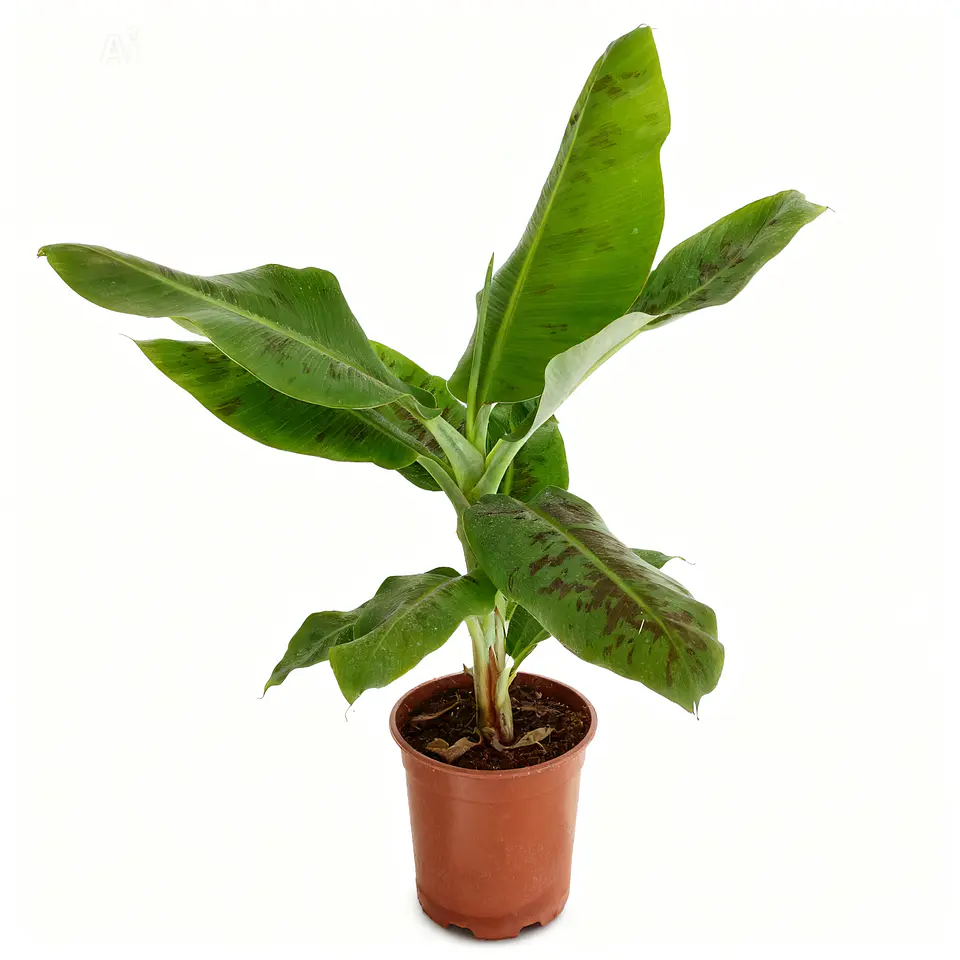 Musa tropicana  1
