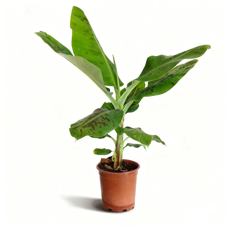 Musa tropicana  2