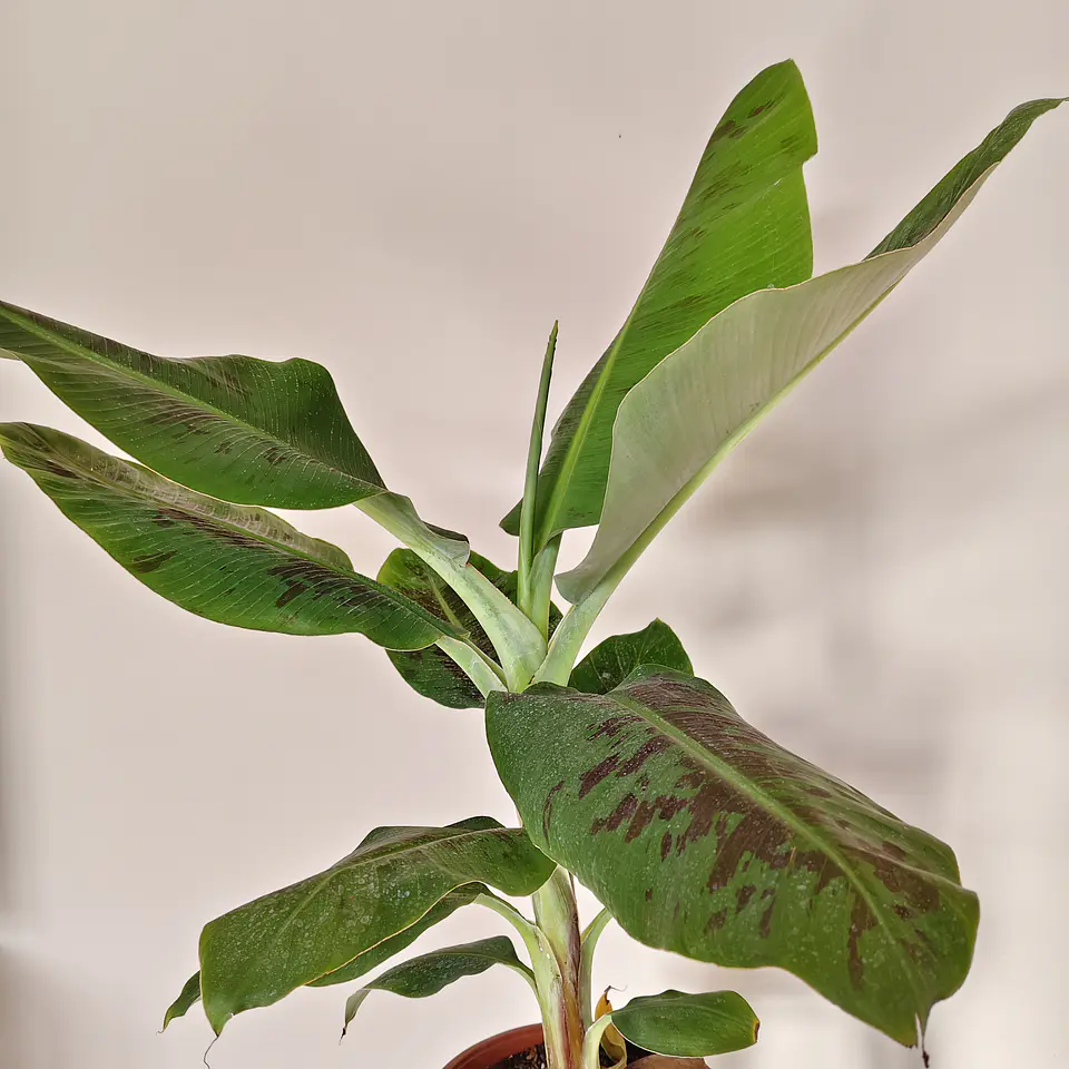 Musa tropicana  3