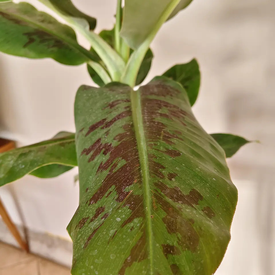 Musa tropicana  4